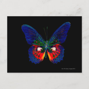 Kleurig Butterfly-ontwerp tegen zwarte achtergrond Briefkaart