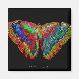 Kleurig Butterfly-ontwerp tegen zwarte achtergrond Magneet
