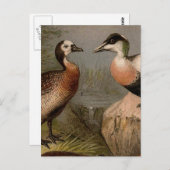 Kleurig schilderij van eenden briefkaart (Voorkant / Achterkant)