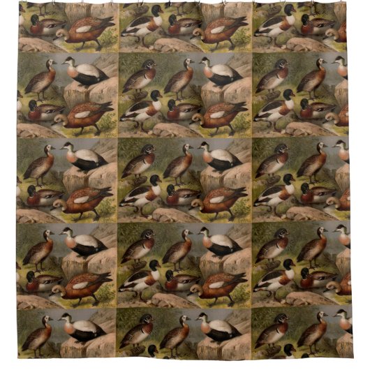 Kleurig  schilderij van eenden douchegordijn (Voorkant)