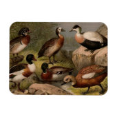 Kleurig  schilderij van eenden magneet (Horizontaal)