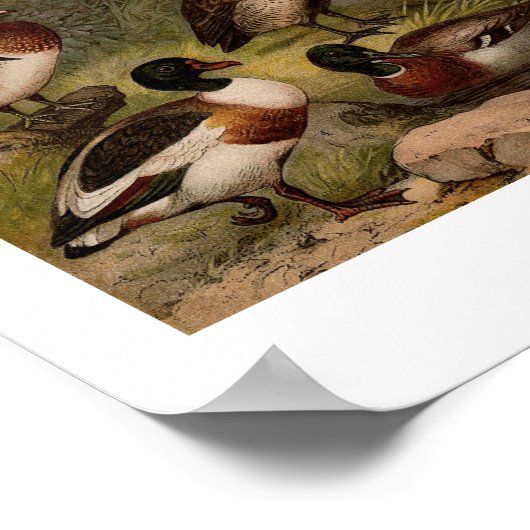 Kleurig  schilderij van eenden poster (Hoek)