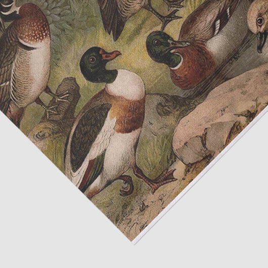 Kleurig schilderij van eenden tissuepapier (Detail)