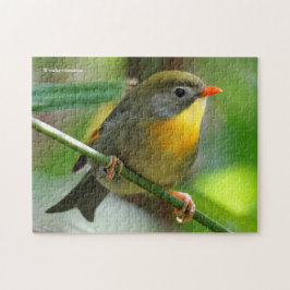 Kleurige Leiothrix / Pekin Robin Zangvogel Legpuzzel