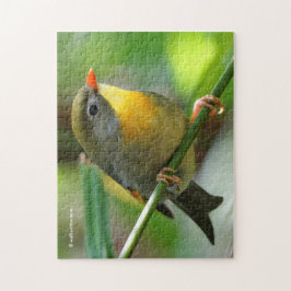 Kleurige Leiothrix / Pekin Robin Zangvogel Legpuzzel