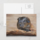 Kleuring van kleine cavia's briefkaart (Voorkant / Achterkant)