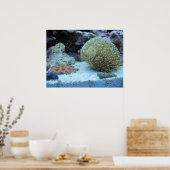 Kleurkoraal in zoutwateraquarium, poster voor het  (Keuken)
