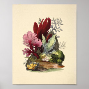 Kleurkoraal Kunststof Ocean Garden Art Afdrukken Poster
