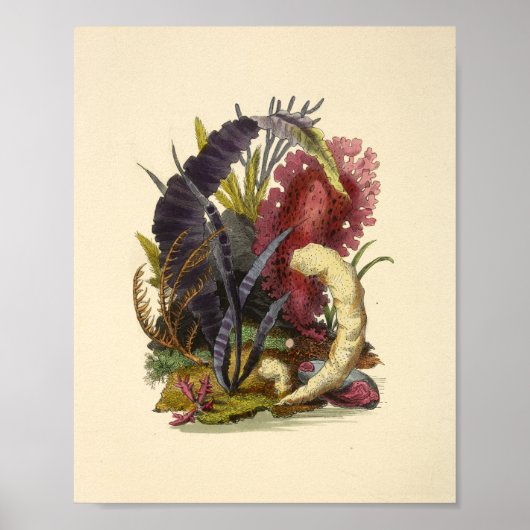 Kleurkoraal Kunststof Ocean Garden Art Afdrukken Poster (Voorkant)