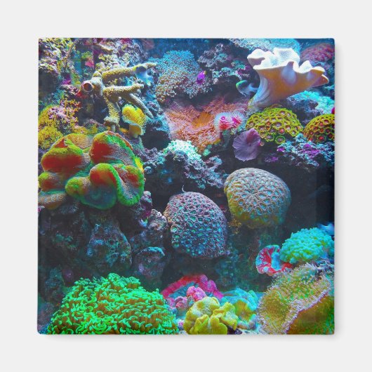 Kleurkoraal Magneet (Voorkant)