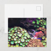 Kleurlijk koraalrif briefkaart (Voorkant / Achterkant)