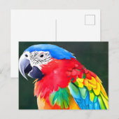 Kleurpapegaaivogel Briefkaart (Voorkant / Achterkant)