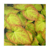 Kleurrijk Barrenwort Plant laat Floral Tegeltje (Voorkant)