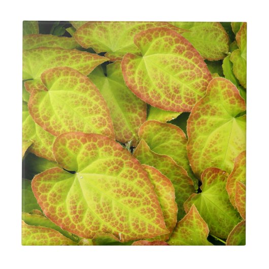 Kleurrijk Barrenwort Plant laat Floral Tegeltje (Voorkant)