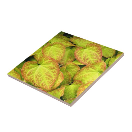 Kleurrijk Barrenwort Plant laat Floral Tegeltje (Zijkant)