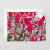 KLEURRIJK FLORA BRIEFKAART (Voorkant / Achterkant)