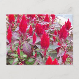 KLEURRIJK FLORA BRIEFKAART