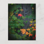 kleurrijk herfst blad briefkaart (Voorkant)