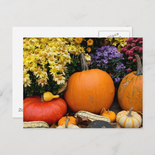 Kleurrijk herfst decoratief pompoenscherm briefkaart (Voorkant / Achterkant)