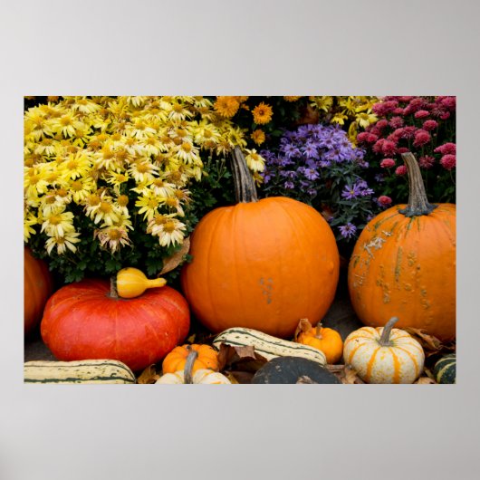 Kleurrijk herfst decoratief pompoenscherm poster (Voorkant)
