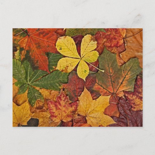 Kleurrijk herfstblad briefkaart (Voorkant)