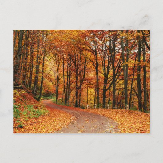 Kleurrijk Herfstpad Briefkaart (Voorkant)