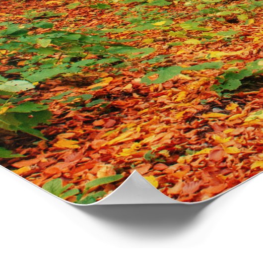 Kleurrijk Herfstpad Poster (Hoek)