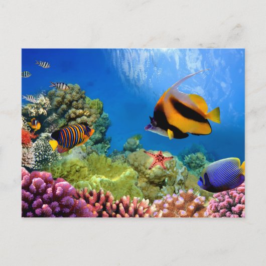 Kleurrijk koraal en tropische vis briefkaart (Voorkant)