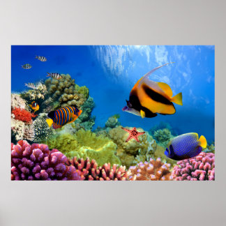 Kleurrijk koraal en tropische vis poster