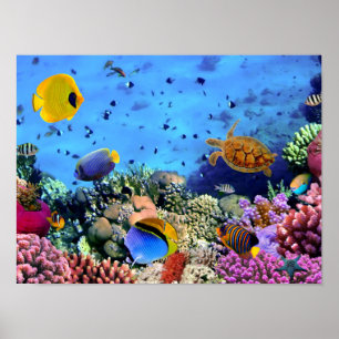 Kleurrijk Koraalrif Critters Poster