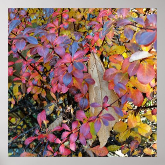 kleurrijk najaar poster (Voorkant)