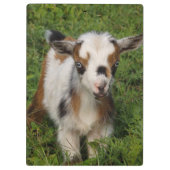 Kleurrijk Nigeriaans Kind van geit met blauwe ogen Klembord (Achterkant)