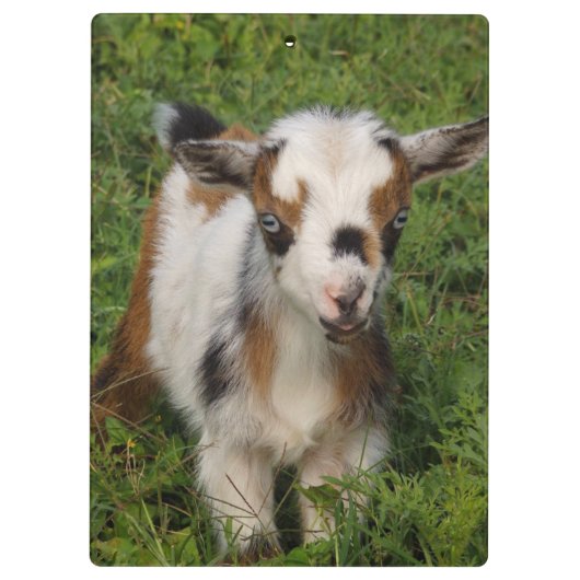 Kleurrijk Nigeriaans Kind van geit met blauwe ogen Klembord (Achterkant)