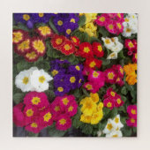Kleurrijk polyanthus, primroze bloem legpuzzel (Horizontaal)