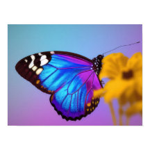 Kleurrijk poster van de vlinder