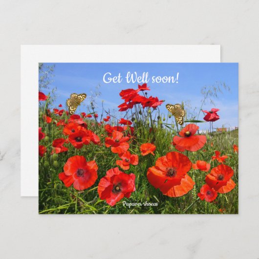 Kleurrijk Rood Klaprozenveld Beterschapswensen Briefkaart (Voorkant / Achterkant)