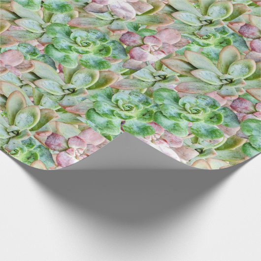 Kleurrijk Succulent Cadeaupapier (Hoek)