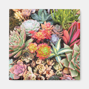 Kleurrijk Succulent Mix Magnet