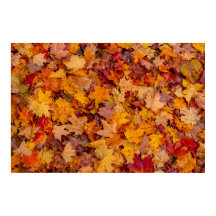 Kleurrijk tapijt, Ontario, Canada