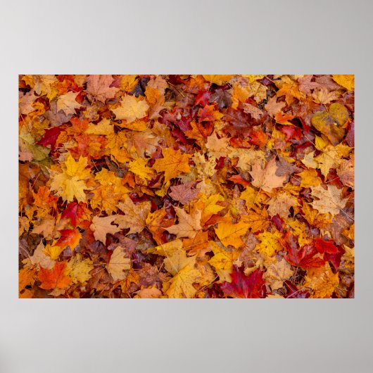 Kleurrijk tapijt, Ontario, Canada Poster (Voorkant)