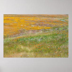 Kleurrijk veld met wilde bloemen poster
