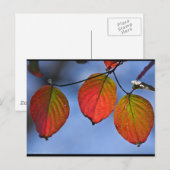 Kleurrijk verlicht najaar leest Trio Briefkaart (Voorkant / Achterkant)