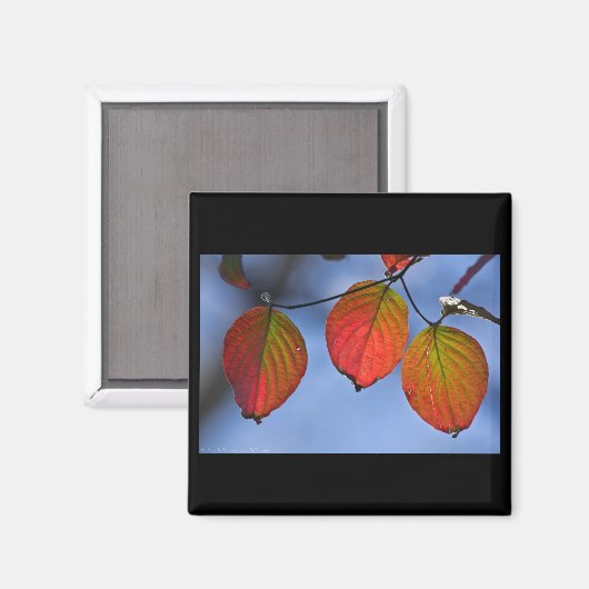 Kleurrijk verlicht najaar leest Trio Magneet (Voorkant / Achterkant)