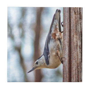 Kleurrijk, witkorrelig Nuthatch Tegeltje
