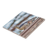 Kleurrijk, witkorrelig Nuthatch Tegeltje (Zijkant)