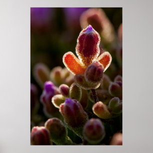 Kleurrijke aanzuigbloem met achtergrondverlichting poster