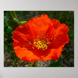 Kleurrijke Alaskaanse Rode Klaproos Bloem Poster