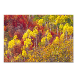 Kleurrijke asbest in Logan Canyon Utah in de 2 Foto Afdruk