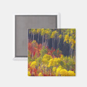 Kleurrijke asbest in Logan Canyon Utah in de Magneet (Voorkant / Achterkant)