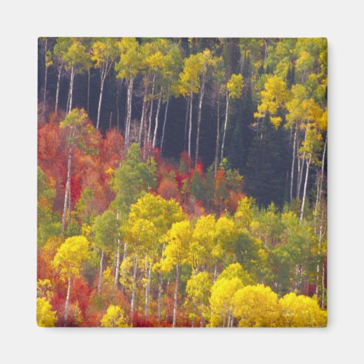 Kleurrijke asbest in Logan Canyon Utah in de Magneet (Voorkant)